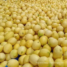High Quality Newly Harvested Fresh Juicy Yellow Lemon importer